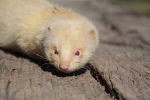 albino