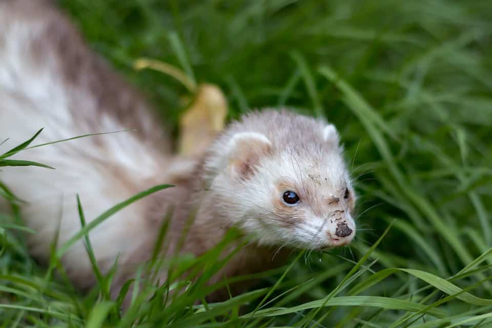 huron bebe