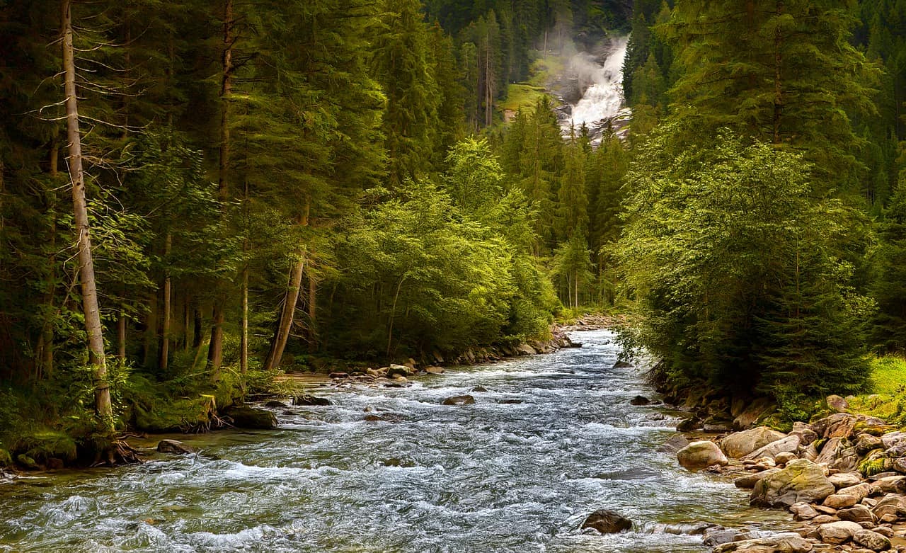 Bosque Europa